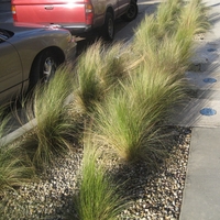 Стипа ‘Pony Tails’ Stipa tenuissima ‘Pony Tails’