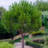Бор каменен Pinus pinea