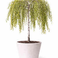 Плачеща бреза ‘Youngii’ Betula pendula ‘Youngii’