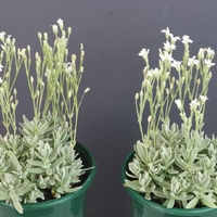 Церастиум (сребърна тревичка) Cerastium tomentosum