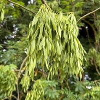 Ясен 	Fraxinus exelsior