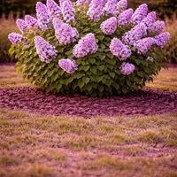 Люляк обикновен Syringa vulgaris