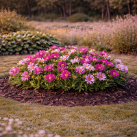 Делосперма Delosperma spp.