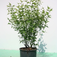 Керия японска Kerria japonica