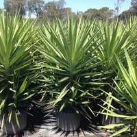 Юка нишковидна Yucca filamentosa