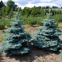 Смърч ‘Oldenburg’ Picea pungens ‘Oldenburg’