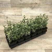 Евонимус японски пъстролистен Euonymus japonicus