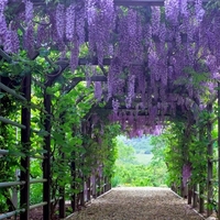 Глициния китайска Wisteria chinensis