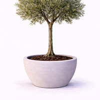 Маслина на стъбло Olea europaea