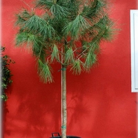 Бор каменен Pinus pinea