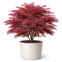 Японски клен ‘Atropurpureum’ Acer palmatum ‘Atropurpureum’