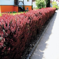 Берберис Тунберг ‘Aurea’ Berberis thunbergii ‘Aurea’