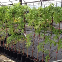 Глициния китайска Wisteria chinensis