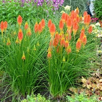 Книфофия Kniphofia uvaria