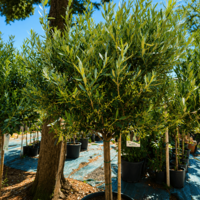 Маслиново дърво  'Olea europaea'