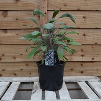 Салвия (градински чай) Salvia officinalis