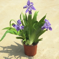 Ирис (перуника) Iris spp.