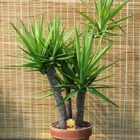 Юка нишковидна Yucca filamentosa
