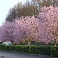 Джанка ‘Nigra’ Prunus cerasifera ‘Nigra’