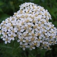 Ахилея (равнец) Achillea spp.