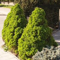 Смърч коника Picea glauca ‘Conica’