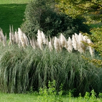 Кортадерия бяла, пампаска трева	Cortaderia selloana white