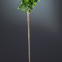 Робиния ‘Cascue Rouge’ Robinia margaretta ‘Casque Rouge’