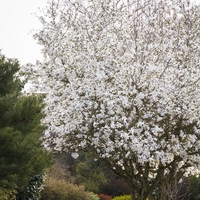 Магнолия звездовидна Magnolia stellata