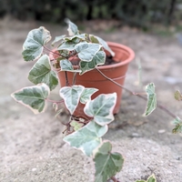 Бръшлян пъстролистен Hedera helix ‘Aureovariegata’