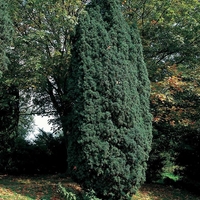 Тис обикновен Taxus baccata