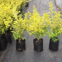 Лигуструм пъстролистен Ligustrum ovalifolium ‘Aureovariegatum’