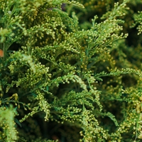 Туя Аурея нана	Thuja occ. 