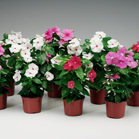 Зимзелена ‘Vinca major’ Vinca major