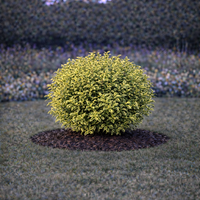 Лигуструм пъстролистен Ligustrum ovalifolium ‘Aureovariegatum’