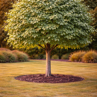 Липа бяла (аргентея) Tilia argentea