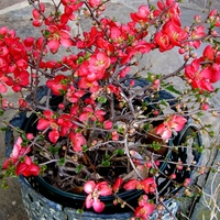 Дюля декоративна ‘Pink Lady’ Chaenomeles japonica ‘Pink Lady’