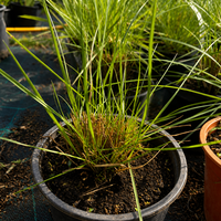 Мюленбергия 'Muhlenbergia spp.'