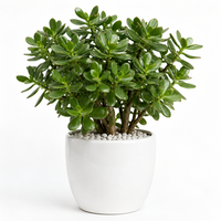 Дървото на живота 'Crassula ovata'