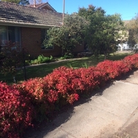 Нандина домашна Nandina domestica