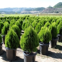 Туя ‘Aurea Nana’ Thuja occidentalis ‘Aurea Nana’