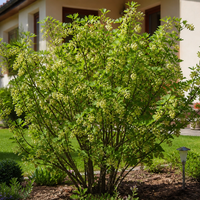 Френско грозде 'Ribes spp.'