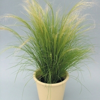 Стипа ‘Pony Tails’ Stipa tenuissima ‘Pony Tails’