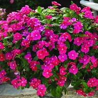 Зимзелена ‘Vinca major’ Vinca major