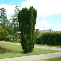 Тис ‘Fastigiata’ Taxus baccata ‘Fastigiata’