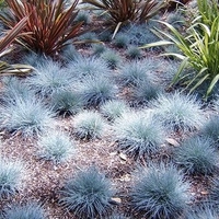 Фестука ‘Glauca’ Festuca glauca