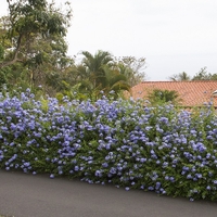 Пломбаго (син жасмин) Plumbago auriculata