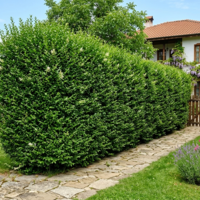 Лигуструм. Ligustrum ovalifolium на гол корен