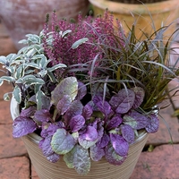 Аюга Ajuga reptans