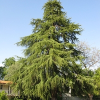 Кедър хималайски Cedrus deodara