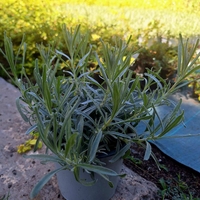 Лавандула ‘Hidcote’ Lavandula angustifolia ‘Hidcote’